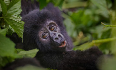 Chimpanzees of Uganda