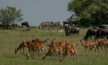 The Wild Safari